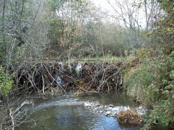 Beaver Dam - Oct 7, 2000