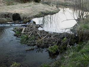 April 25, 2000 looking upstream