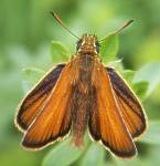European Skipper