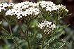 Yarrow (ACMI2)
