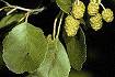 Black Alder (ALGL2)