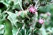 Common Burdock (ARMI2)