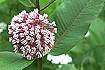 Common Milkweed (ASSY)