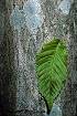 Blue Beech (CACA18)