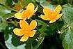 Marsh-marigold (CAPA5)
