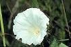 Hedge Bindweed (CASE13)