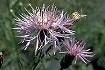 Spotted Knapweed (CEBI2)