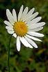 Ox-eye Daisy (LEVU)