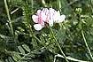 Crown Vetch (COVA2)