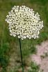 Queen Anne's Lace (DACA6)