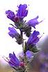 Viper's-bugloss (ECVU)