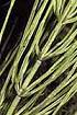 Field Horsetail (EQAR)