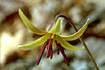 Yellow Trout Lily (ERAM5)