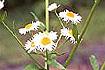 Daisy Fleabane (ERAN)