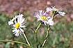 Philadelphia Fleabane (ERPH)