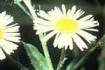 Daisy Fleabane (ERST3)