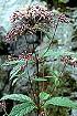 Spotted Joe-Pye Weed (EUMA6)