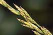 Tall Fescue (LOAR10)