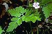 Herb Robert (GERO)