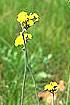 Yellow Hawkweed (HICA10)