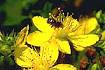 Common St. John's-wort (HYPE)