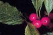 Winterberry (ILVE)