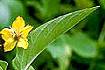 Fringed Loosestrife (LYCI)