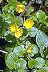 Moneywort (LYNU)