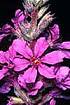 Purple Loosestrife (LYSA2)
