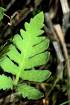 Sensitive Fern (ONSE)
