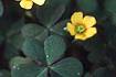 Common Yellow Wood-sorrel (OXST)