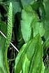 Broad-leaved Plantain (PLMA2)