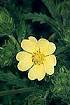 Rough-fruited Cinquefoil (PORE5)