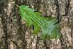 Bur Oak (QUMA2)