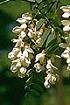 Black Locust (ROPS)