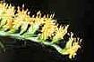 Tall Goldenrod (SOCAS5)