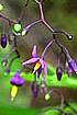 Bittersweet Nightshade  (SODU)