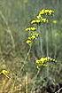 Gray Goldenrod (SONE)