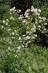Tall Meadow Rue (THPU2)