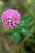 Red Clover (TRPR2)