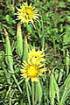 Meadow Goat's-beard (TRPR)