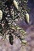 Eastern Hemlock (TSCA)