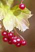 Guelder Rose (VIOP)