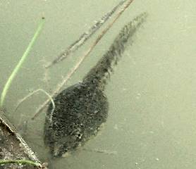 [Big tadpole]