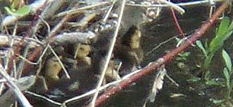 [Ducklings hiding]