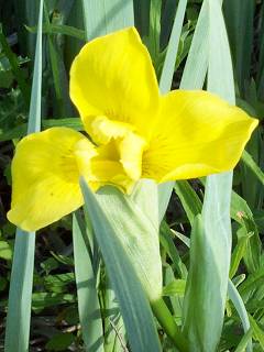 [Yellow Iris]