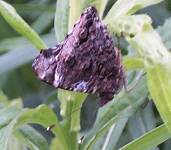[Red Admiral butterfly with wings folded]