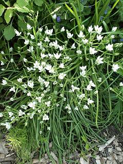 [Star-of-Bethlehem plants]