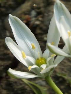 [Star-of-Bethlehem flower]